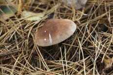Tricholoma imbricatum - Рядовка чешуйчатая