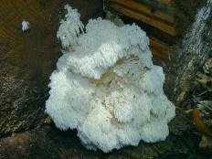 Ежовик альпийский (Hericium flagellum)