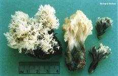 Клавулина коралловидная (Clavulina coralloides)