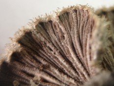 Щелелистник обыкновенный (Schizophyllum commune)