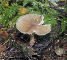 Megacollybia platyphylla - Коллибия широкопластинчатая