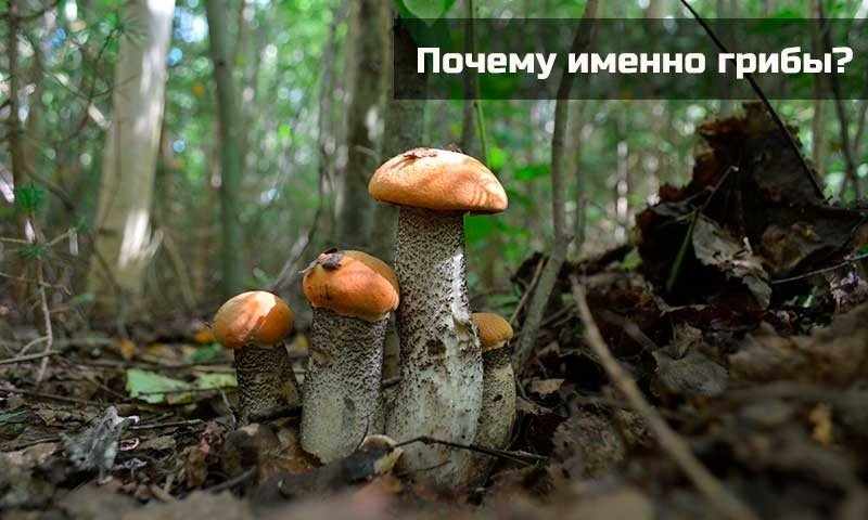 почему грибы