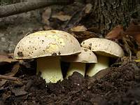 Полубелый гриб Boletus impolitus