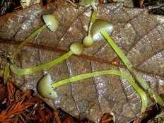 Мицена слизистая (Mycena epipterygia)