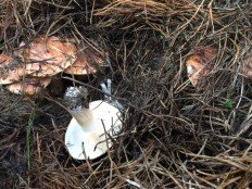 Tricholoma albobrunneum - Рядовка бело-коричневая