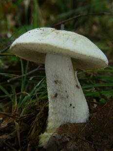 Подосиновик белый (Leccinum percandidum)