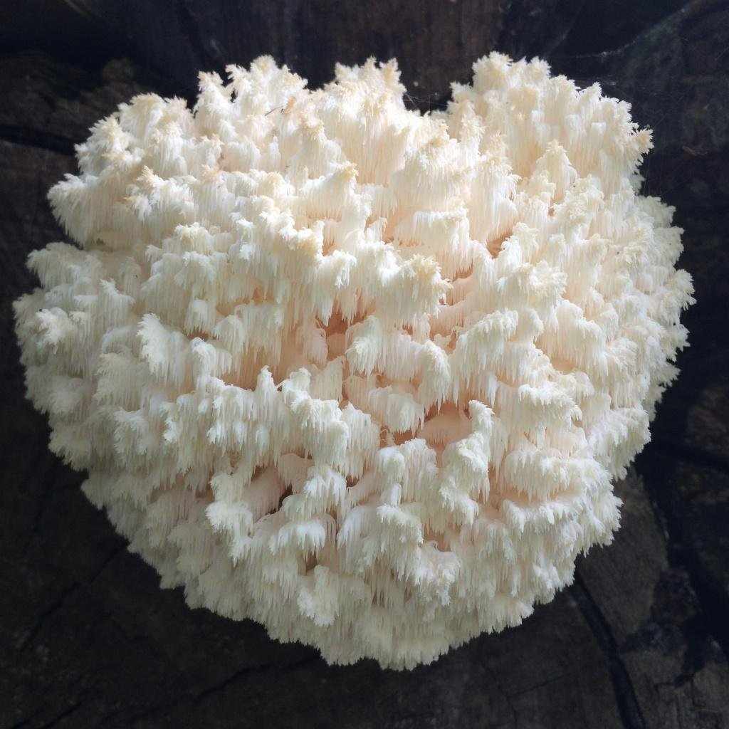 Ежовик коралловидный (Hericium coralloides)