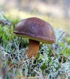 Польский гриб (Imleria badia)