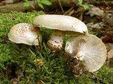 Пилолистник чешуйчатый (Шпальный гриб) (Neolentinus lepideus)