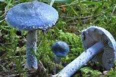 Строфария небесно-синяя (Stropharia caerulea)