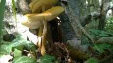 Pluteus chrysophaeus - Плютей золотисто-окрашенный
