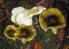 Рядовка обособленная (Tricholoma Sejunctum)
