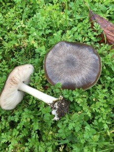 Volvariella gloiocephala - Вольвариелла слизистоголовая