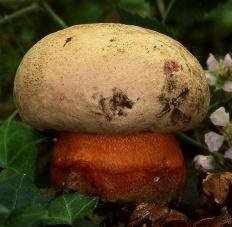 Ложный сатанинский гриб (Rubroboletus legaliae)