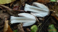 Coprinopsis picacea - Навозник дятловый