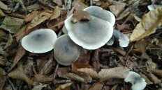 Tricholoma saponaceum - Рядовка мыльная