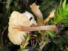 Омфалина зонтичная (Omphalina umbellifera)