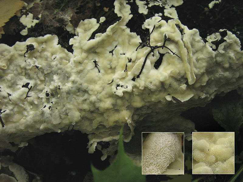 Церипориопсис войлочно-опоясанный (Ceriporiopsis pannocincta)