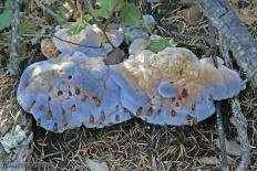 Гиднеллум голубой (Hydnellum caeruleum)