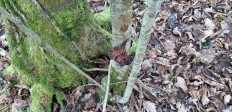 Phaeotremella frondosa - Дрожалка лиственная