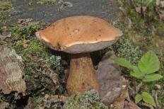 Жёлчный гриб (Tylopilus felleus)