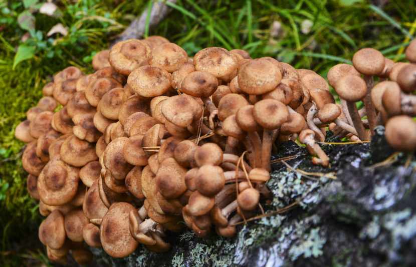 где растут грибы в Тульской области в 2019 году фото 4
