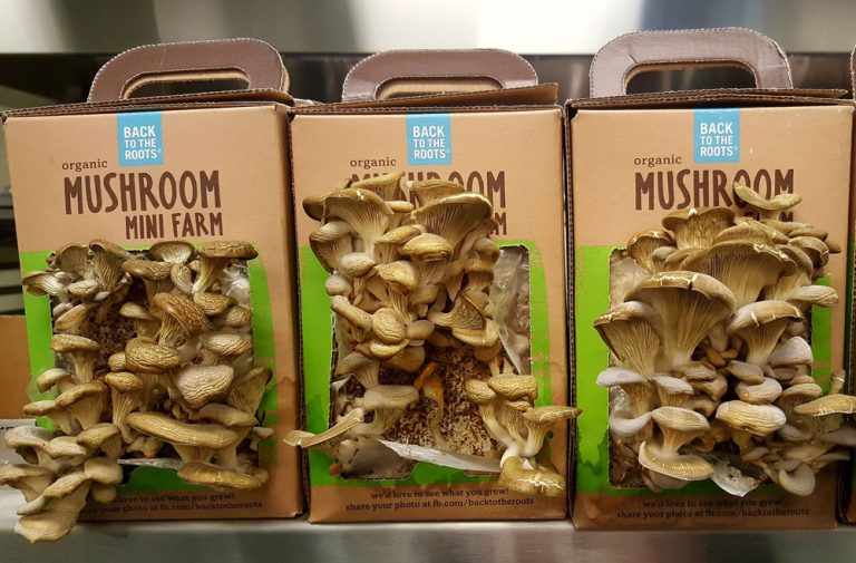 грибы в домашних условиях или грибная коробка, что это такое