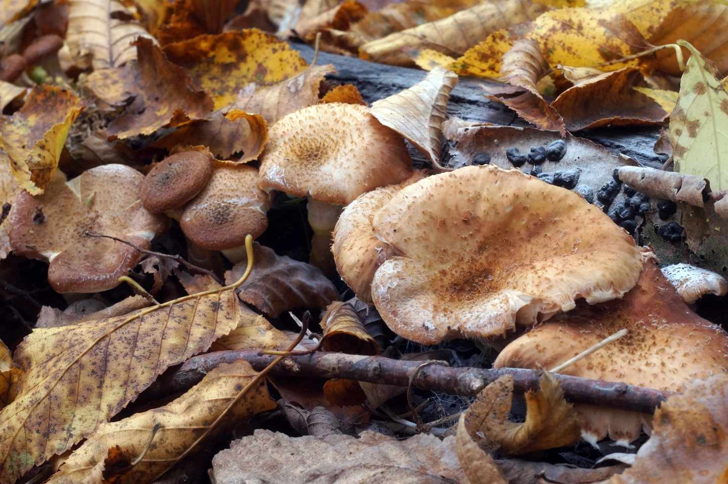 грибы октябрь 2019 - грибной сбор