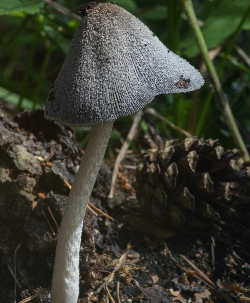 Навозник обыкновенный гриб с невкусным именем