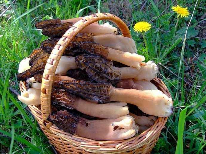 весенние грибы 2019 в Подмосковье, сбор в лесу фото 3