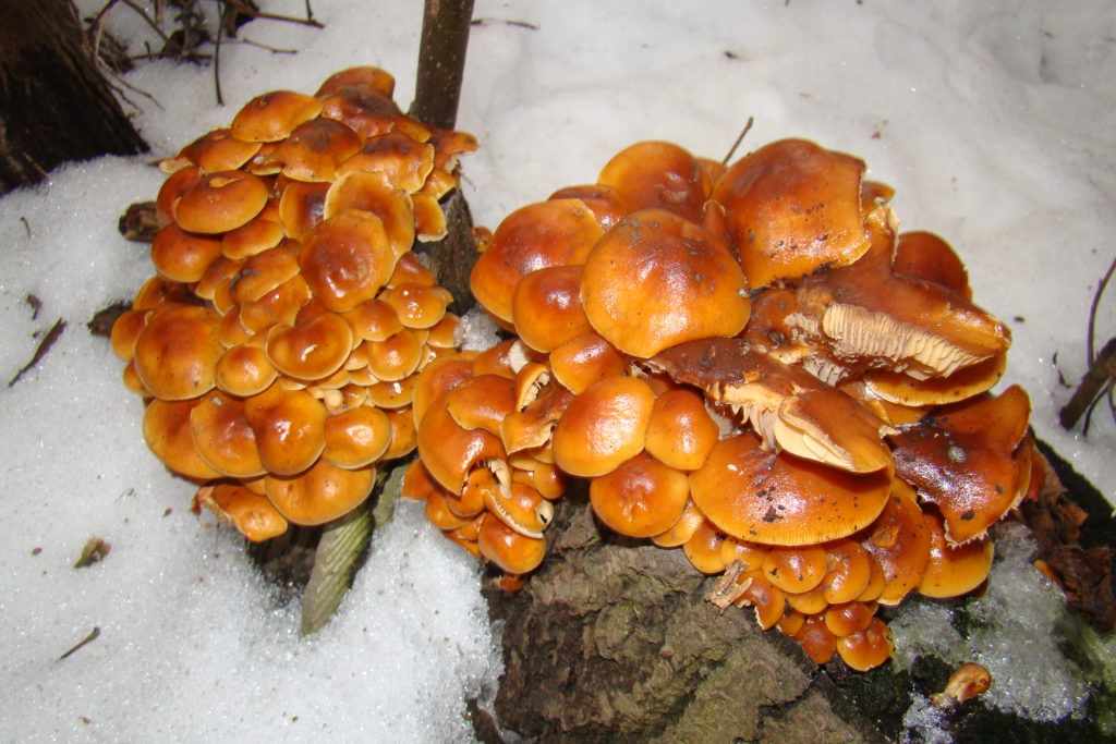 зимние грибы