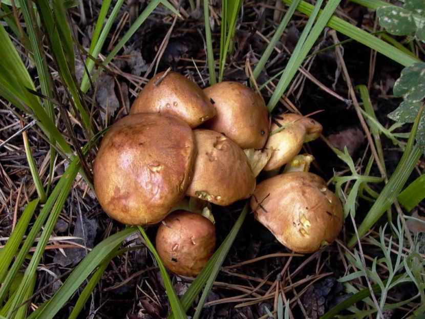 съедобные грибы и условно-съедобные фото 3