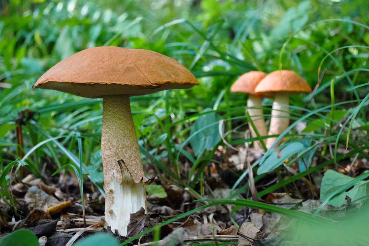 съедобные грибы фото 5