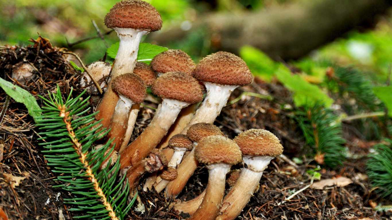 осенние грибы фото 5