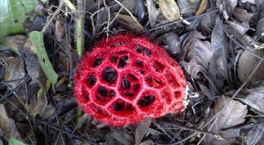 красный решёточник – гриб на фото 1