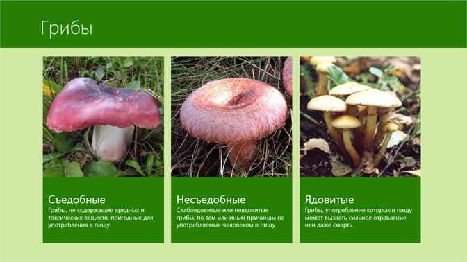 названия съедобных и несъедобных грибов с картинками