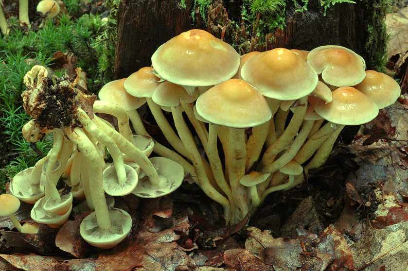 ядовитые грибы фото 5