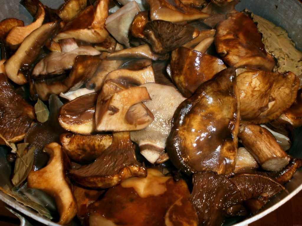 опасность свинушки, 5 причин не употреблять грибы в пищу