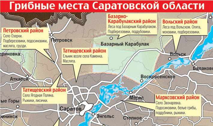 грибные места на карте Саратовской области 2019, фото 2