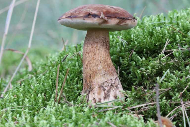 ядовитые грибы фото 4