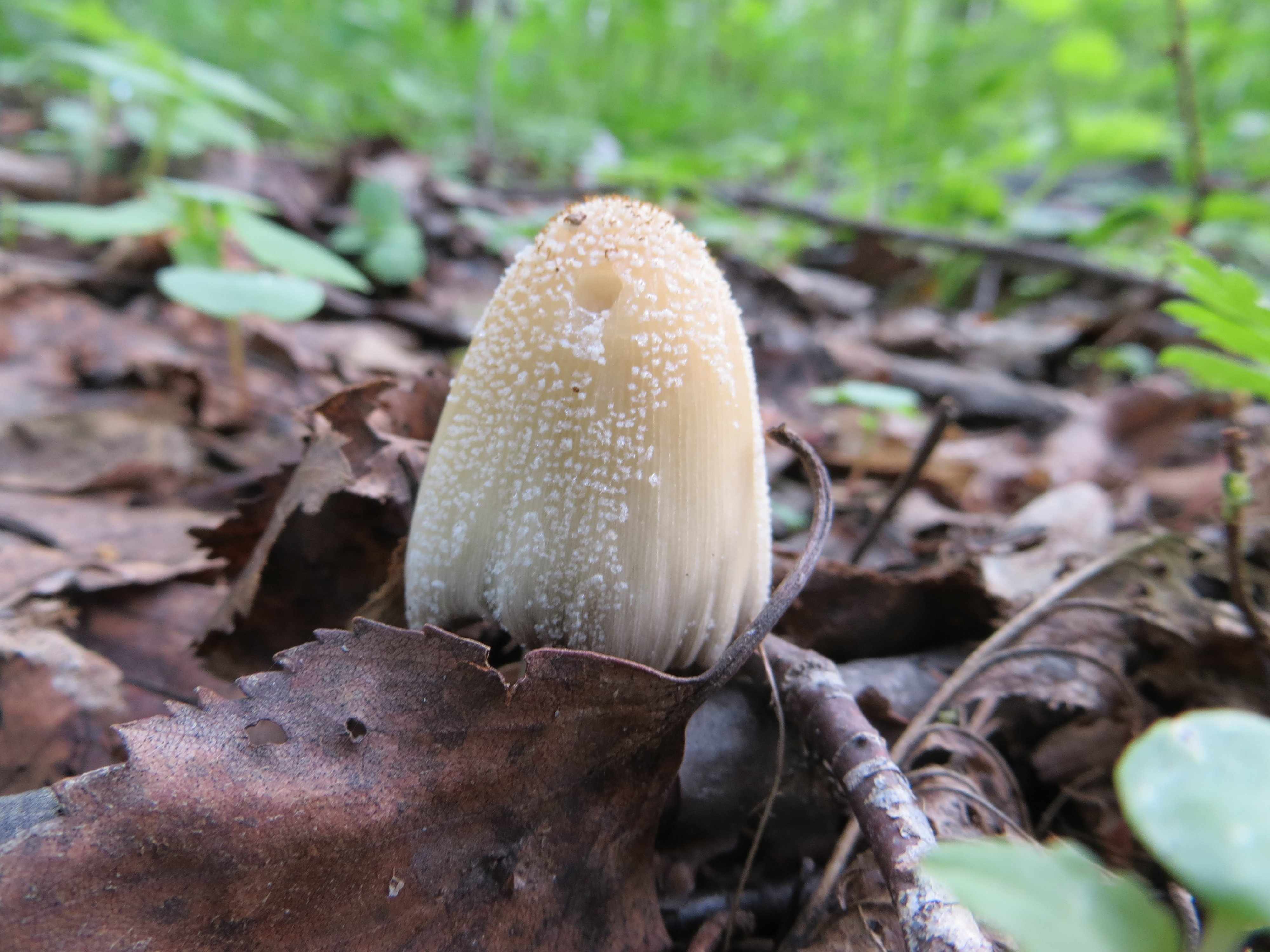 съедобные и несъедобные весенние грибы 2019, описание на фото 3