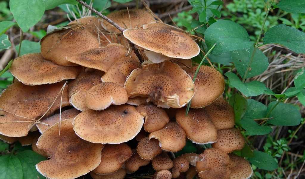 где растут грибы в Тульской области в 2019 году фото 3