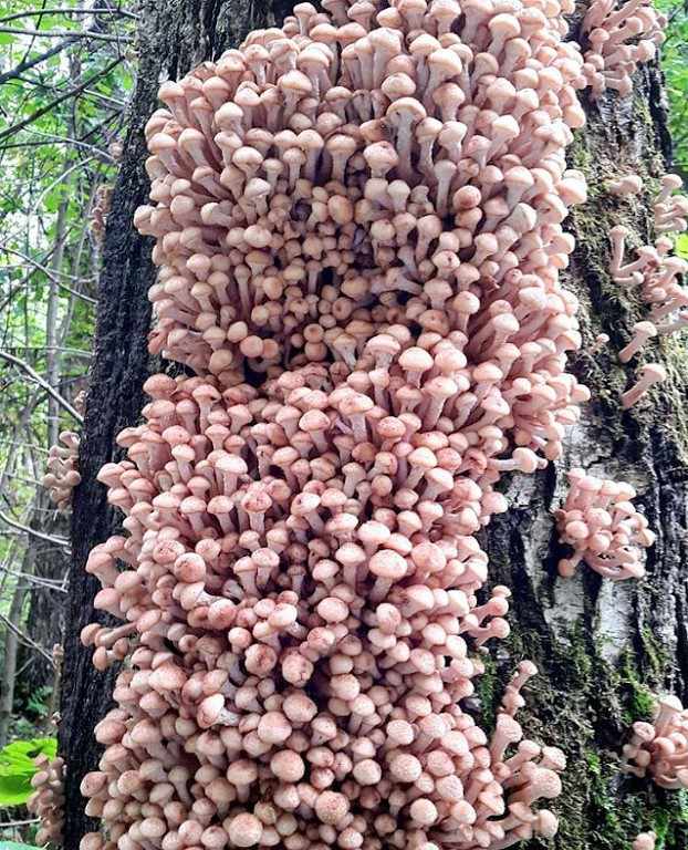 какие грибы растут в Свердловской области фото 3