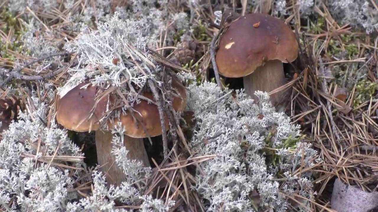 съедобные грибы фото 1