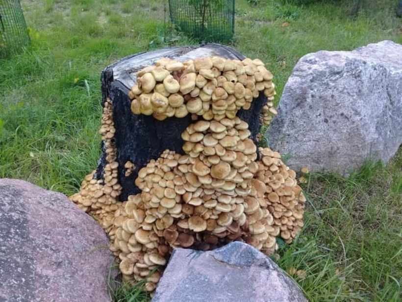 съедобные грибы в Карелии 2019, фото 8