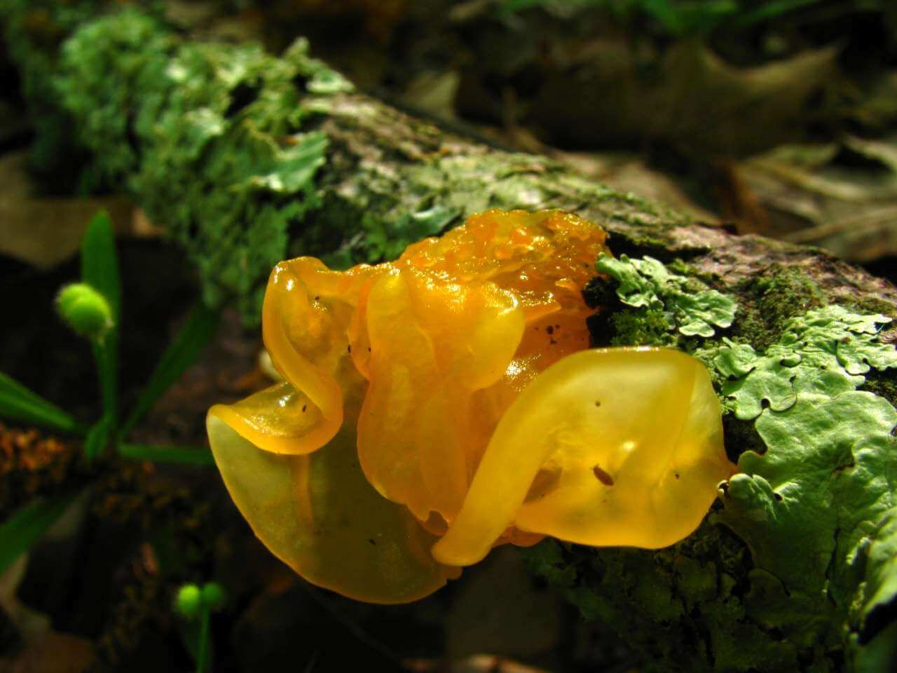 Съедобные грибы-желе появились в лесах Подмосковья