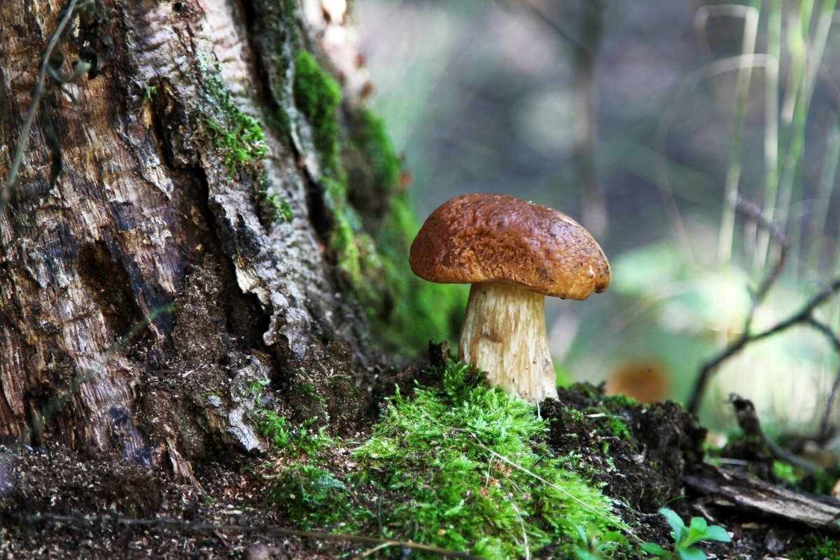 описание гриба Боровика фото 3