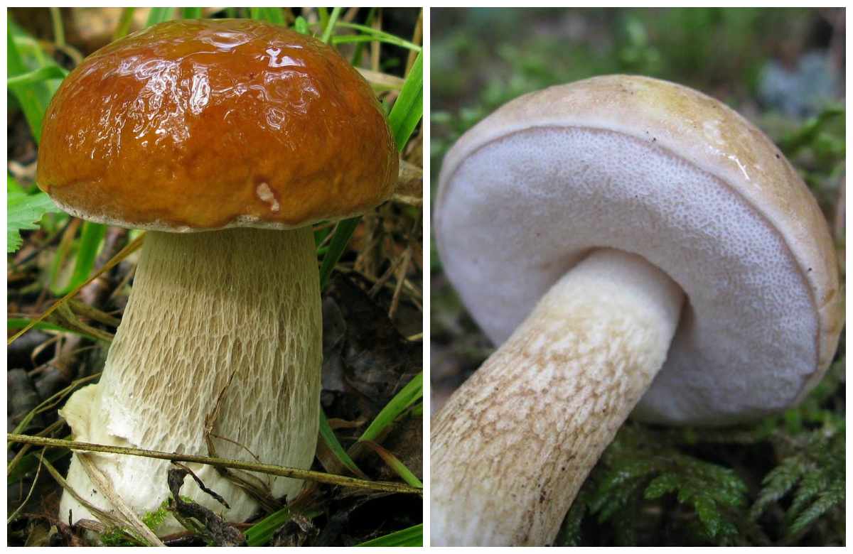 съедобные грибы фото 2