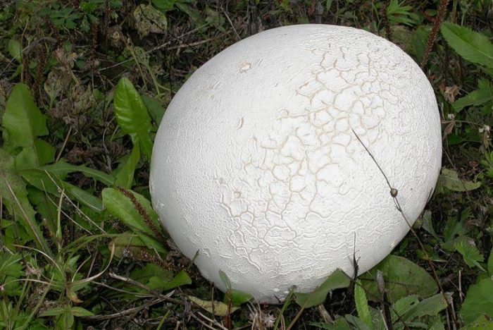 Где произрастает гриб головач и можно ли употреблять его в пищу?