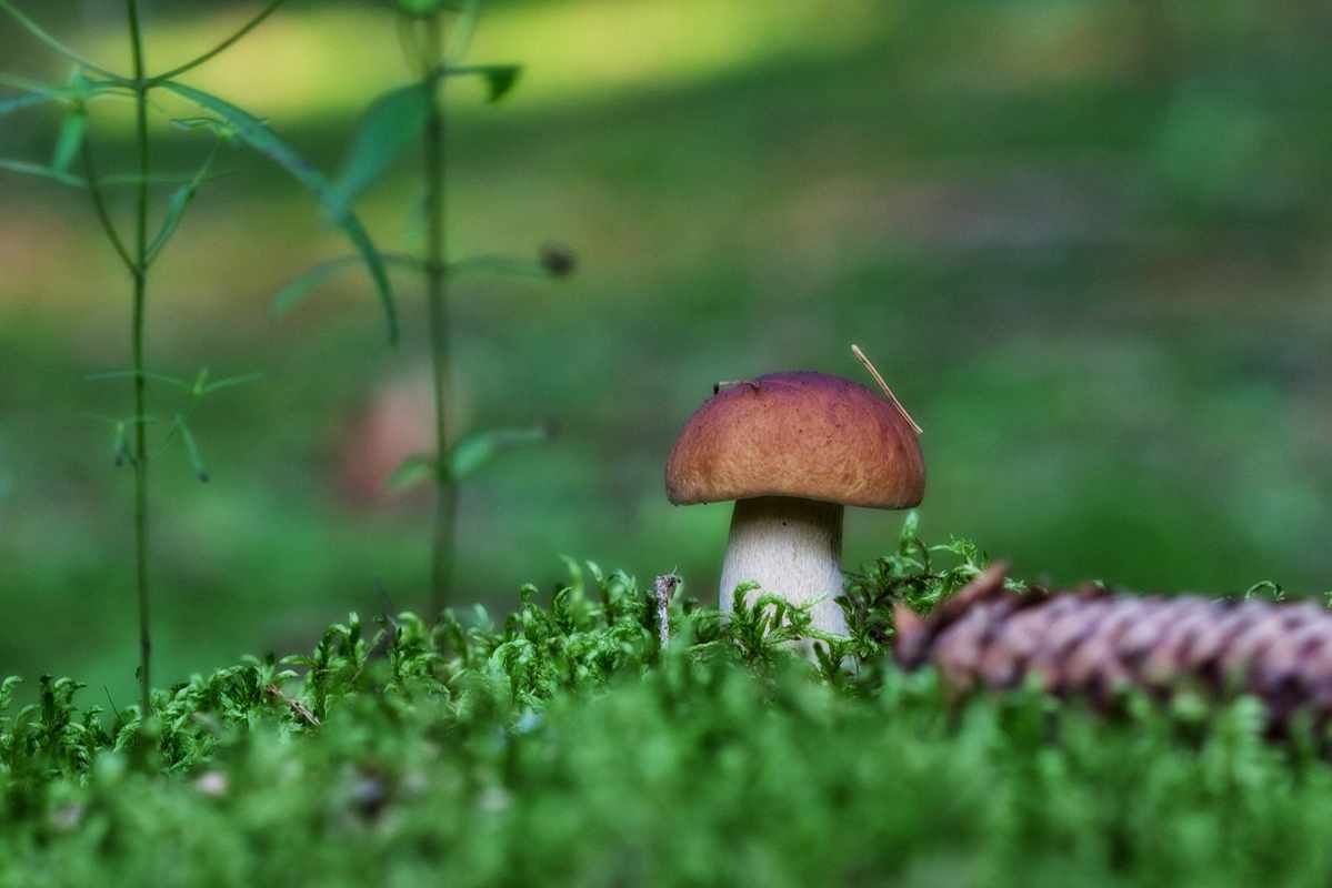 грибы и грибные места Тульской области 2019
